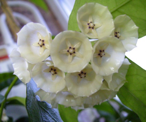  Hoya campanulata 