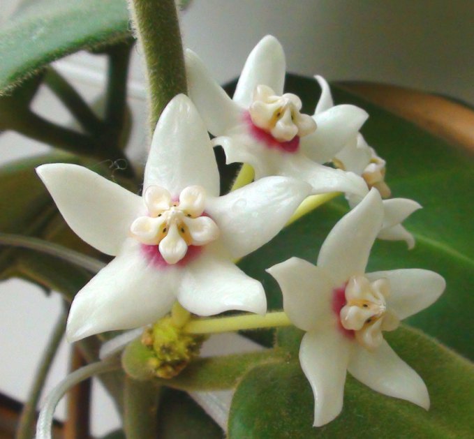  Hoya Calycina 