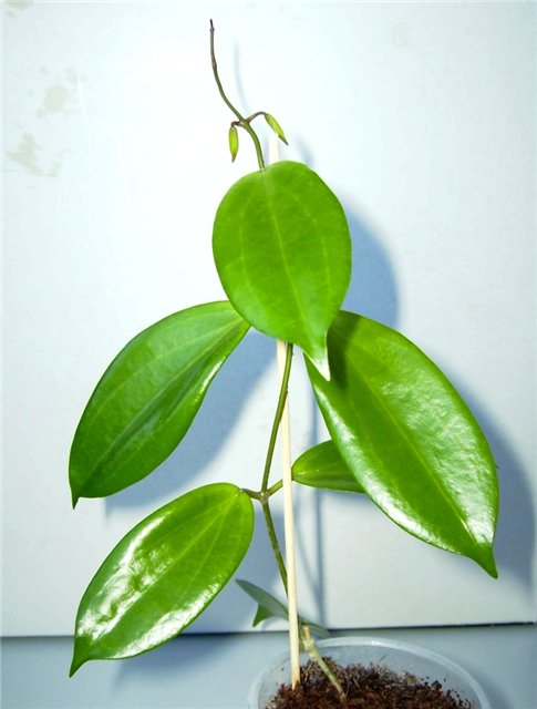  Hoya Neoebudica 