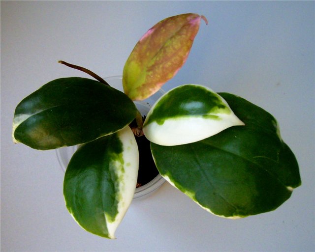  Hoya incrassata albovariegata Eclipse 