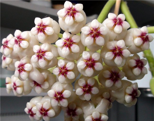  Hoya pachyclada  red corona 