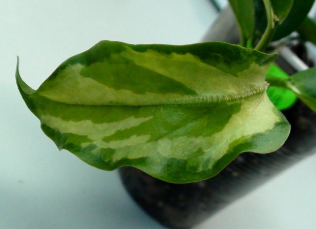  Hoya kenejiana variegata 