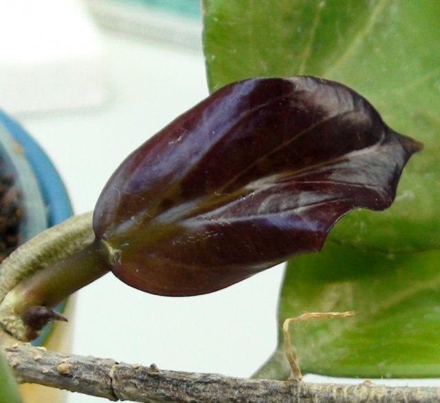  Hoya chunii 