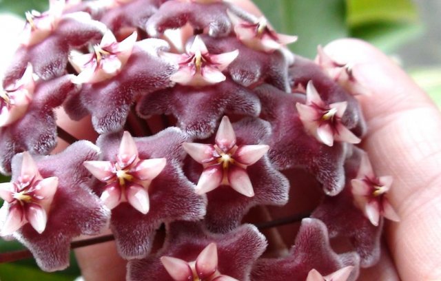  Hoya pubicalix 