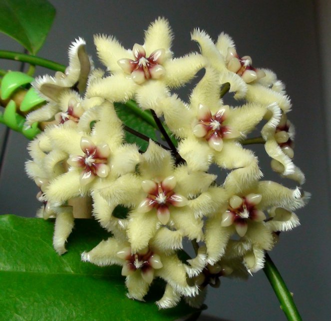  Hoya buotii 