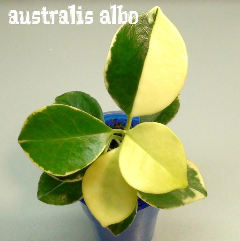  Hoya australis  albomarginata 