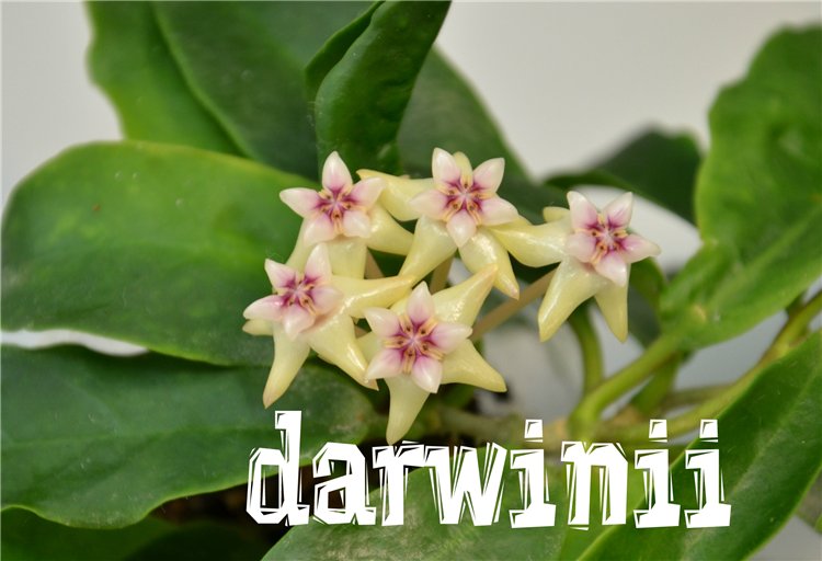  Hoya darwinii 