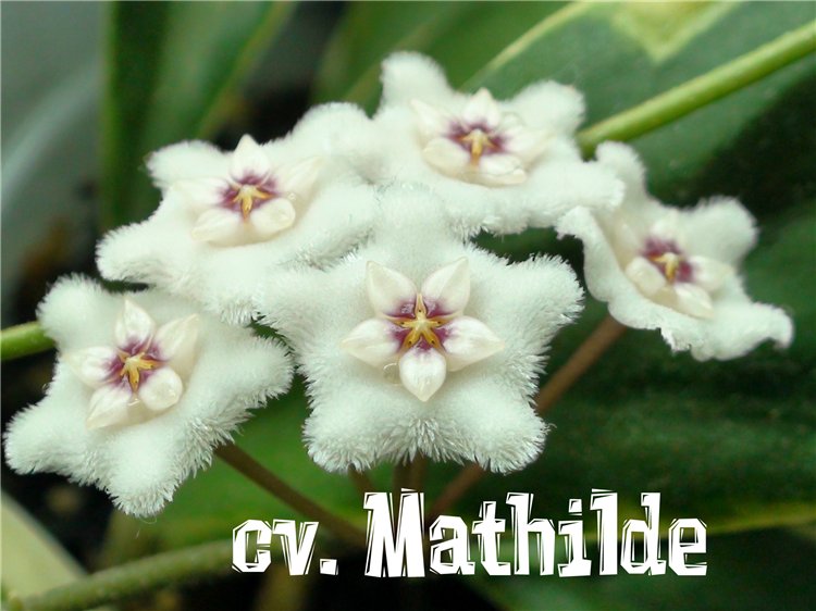  Hoya cv.Mathilde 