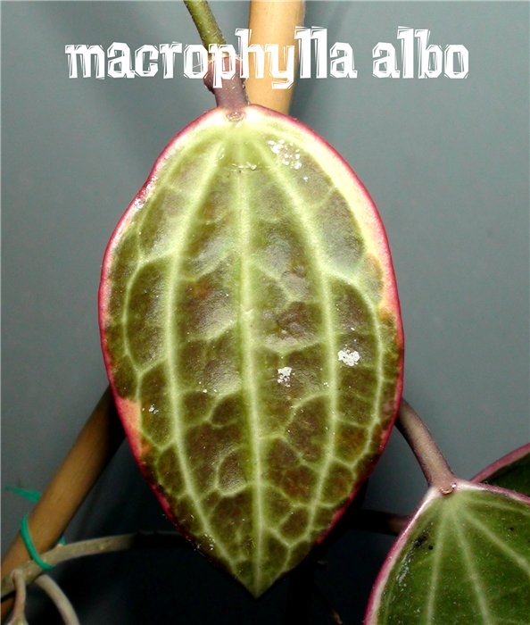 Hoya Macrophylla variegata 