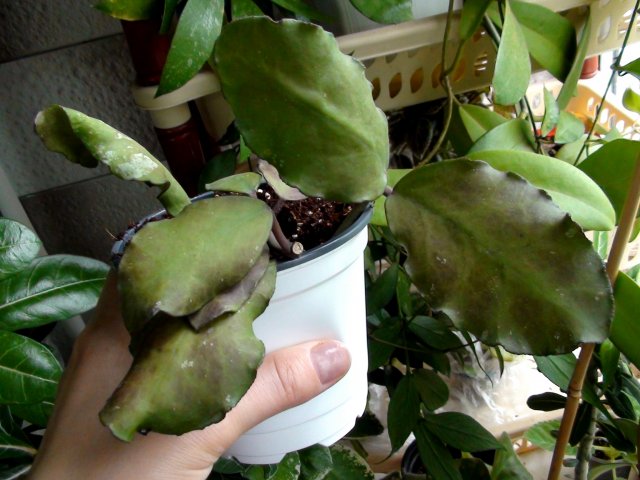  Hoya Waymaniae (long leaf) 