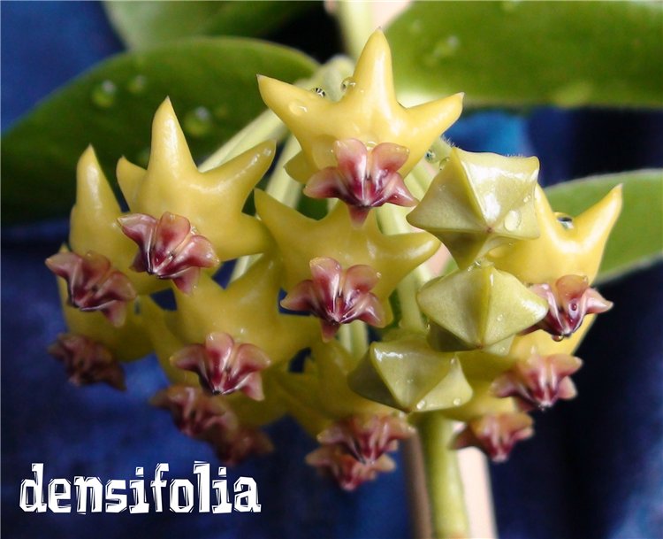  Hoya Densifolia 