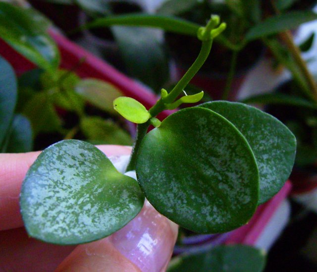  Hoya Biakensis 