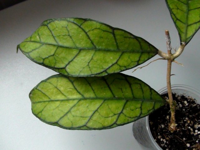  Hoya Callistophylla UT158 