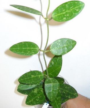  Hoya elliptica splash 