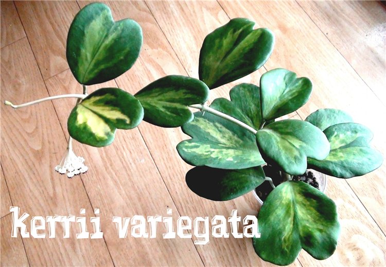  Hoya kerrii variegata 