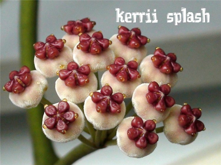  Hoya kerry Spot Leaf 