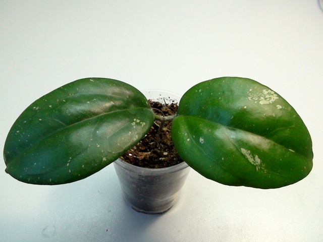  Hoya vitellina 