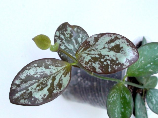  Hoya sp. IR26 