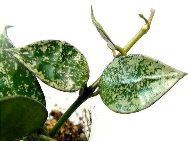  Hoya lacunosa Eskimo 