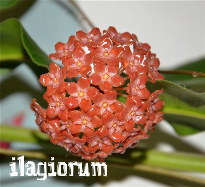  Hoya Ilagiorum 