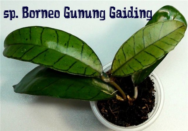  Hoya sp. Borneo Gunung Gaiding 