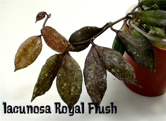  Hoya lacunosa 