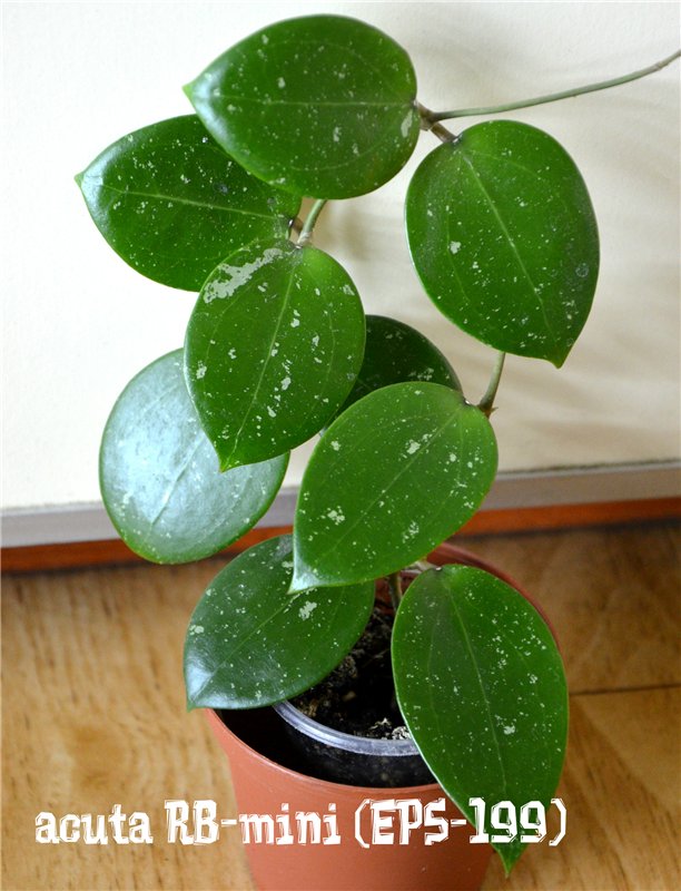  Hoya acuta (RB-Mini) (EPC-199)very attractive small leaves with heart shape 