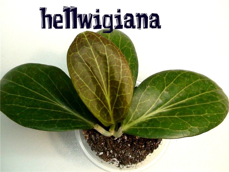  Hoya hellwigiana IML1101 