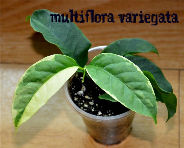  Hoya multiflora variegata 