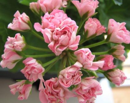   Swanland Pink (Australian Pink Rosebud) 