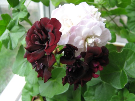  Royal Black Rose 