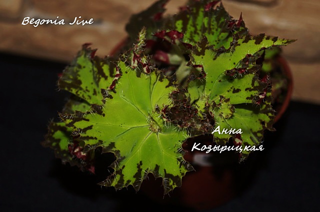  Begonia Jive 