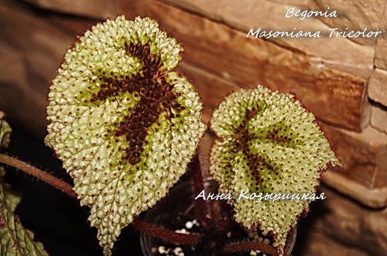  Begonia Masoniana Tricolor 