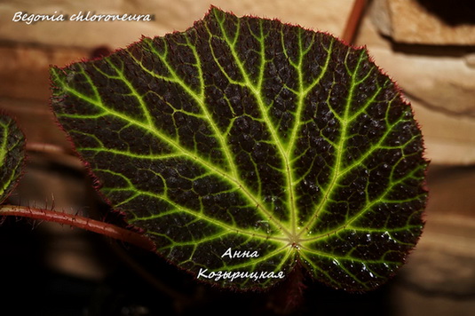  Begonia chloroneura 