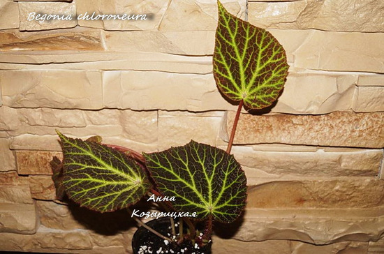  Begonia chloroneura 