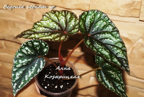  Begonia vetnam sp 