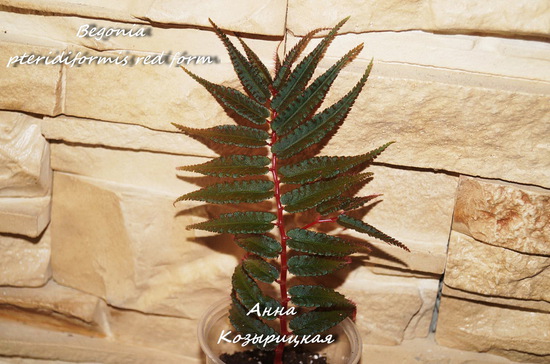  Begonia pteridiformis red form 