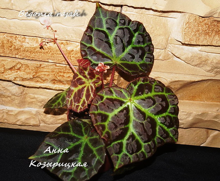  Begonia rajah 