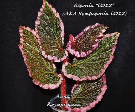  Begonia 