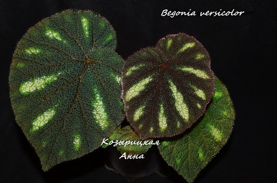  Begonia versicolor 