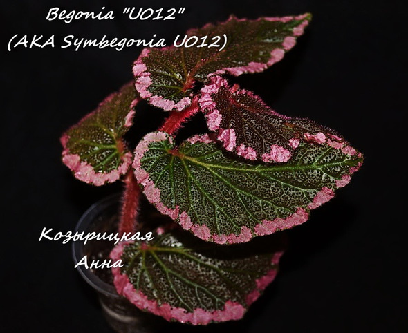  Begonia 