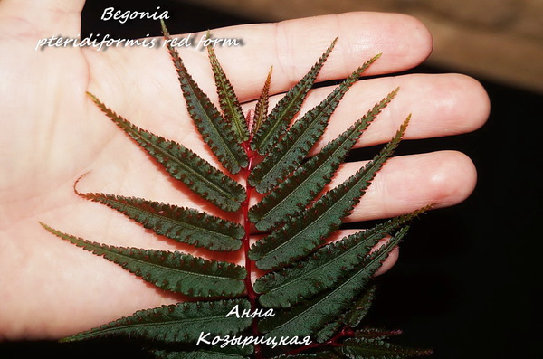  Begonia pteridiformis red form 