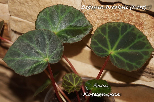  Begonia brooksii (hort) 