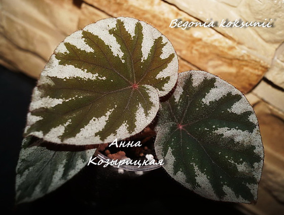  Begonia koksunii 