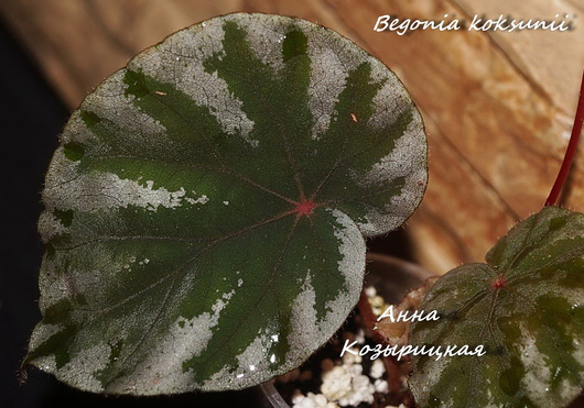  Begonia koksunii 