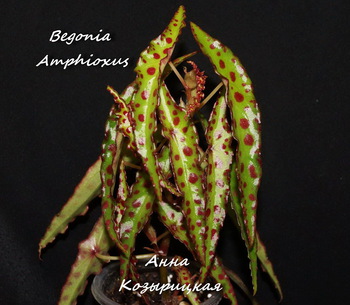  Begonia Amphioxus 