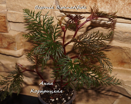  Begonia Bipinatifida 