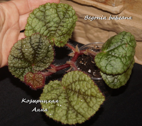  Begonia babeana 