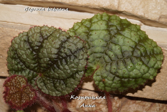  Begonia babeana 