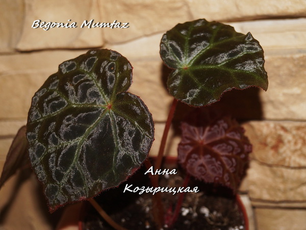  Begonia Mumtaz 